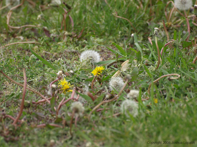 P5180274