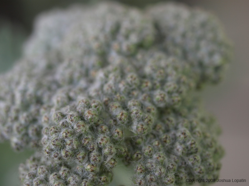 P5220292
