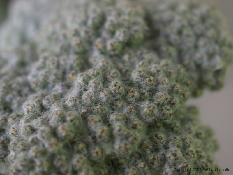 P5220293