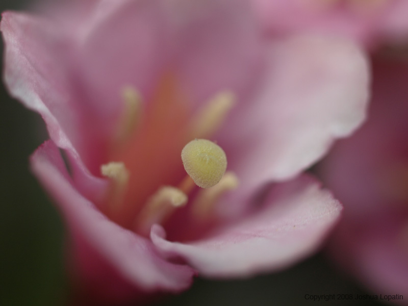 P5220297