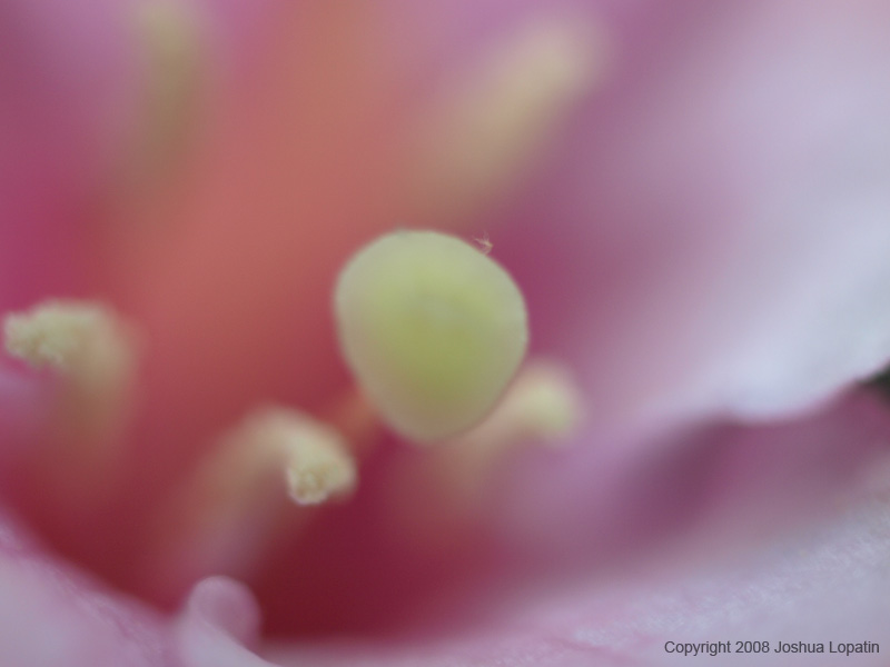 P5220298