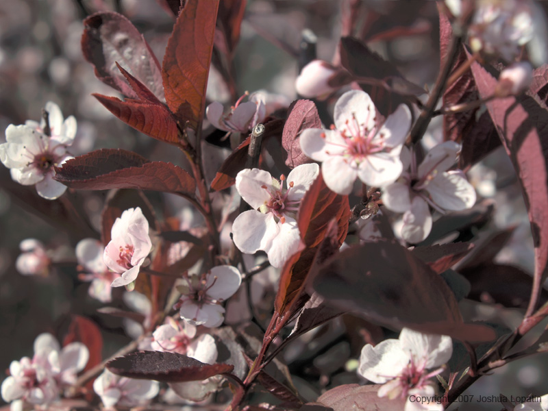 _HDR flower 1