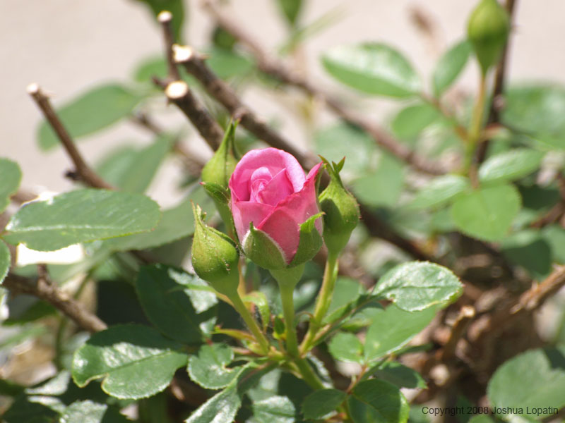 P7042549