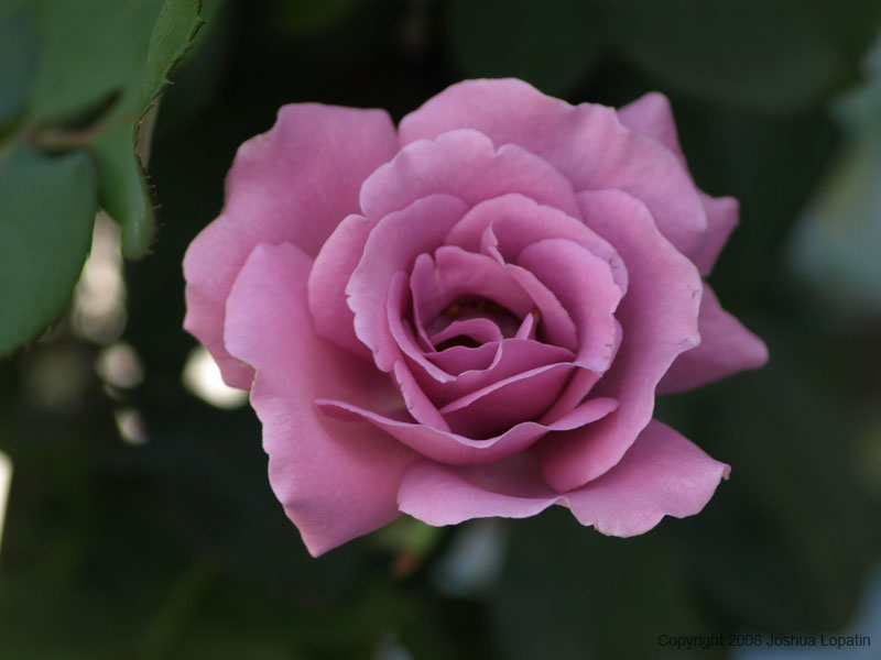 P7042570