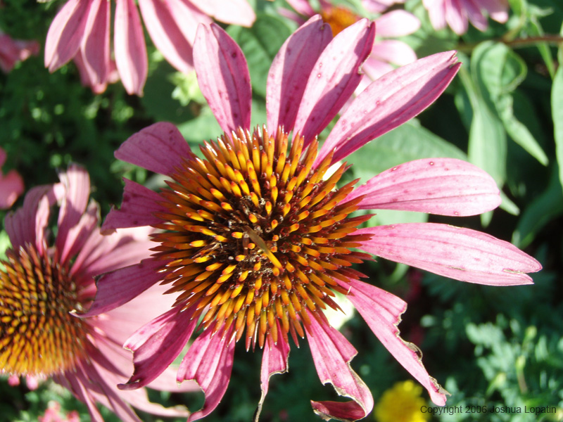 P8110018