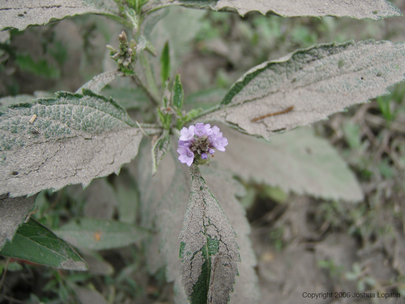 P8130101