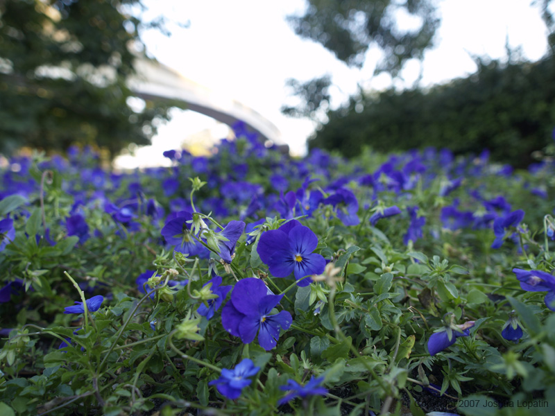 Disney slide show - 020