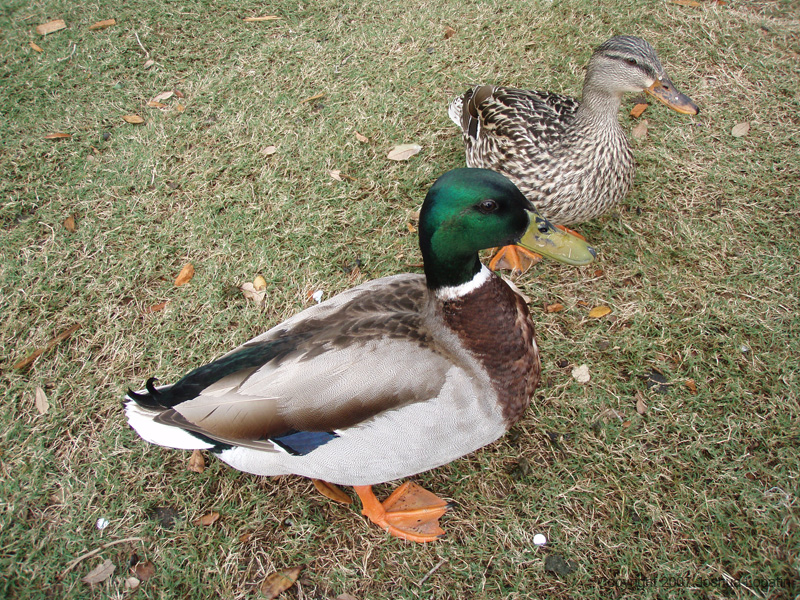 Disney slide show - 036