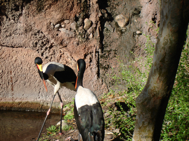 Disney slide show - 077