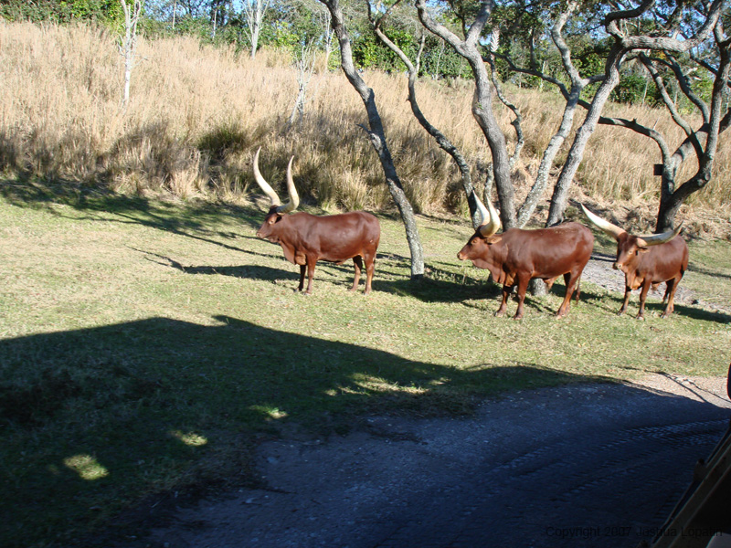 Disney slide show - 078