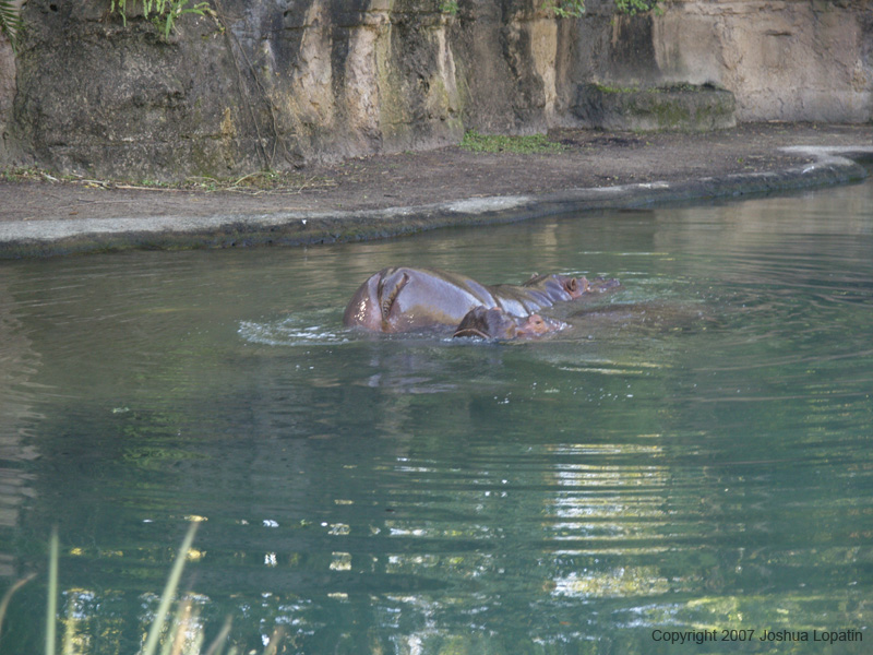 Disney slide show - 079