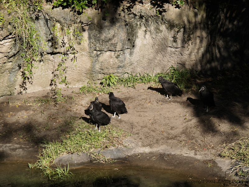 Disney slide show - 081