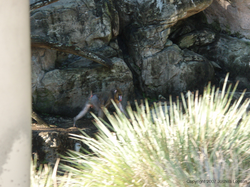 Disney slide show - 085