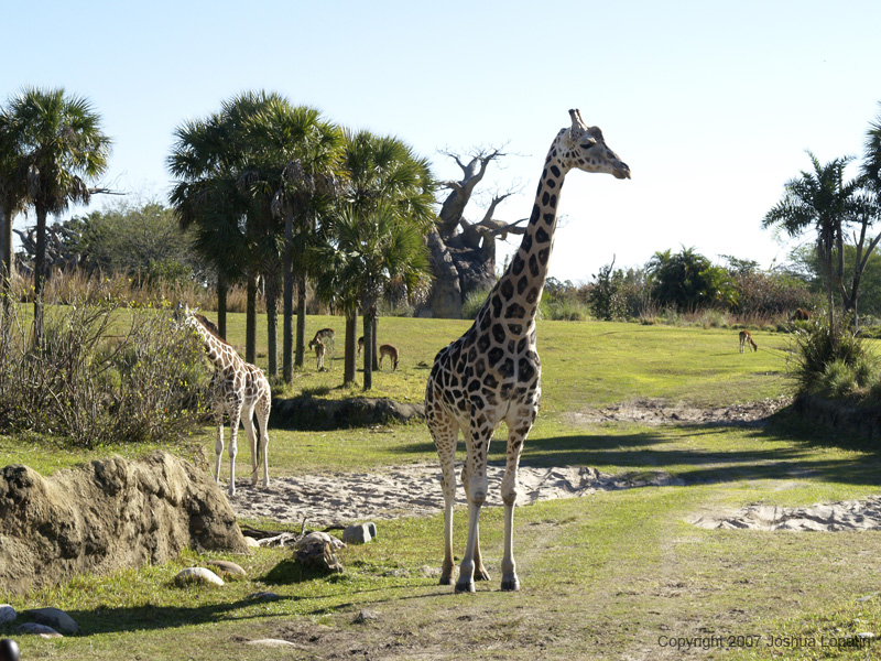 Disney slide show - 086