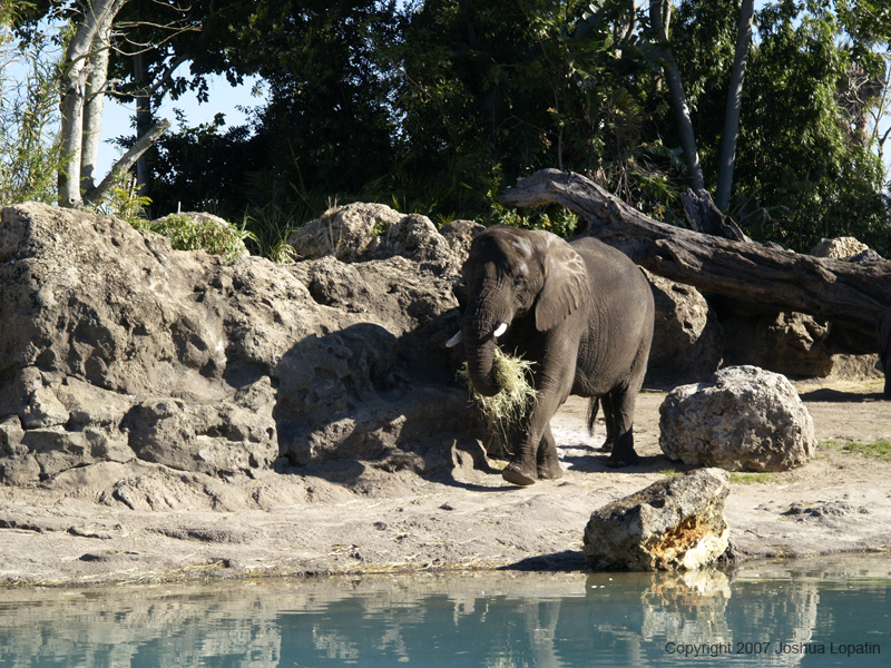 Disney slide show - 090