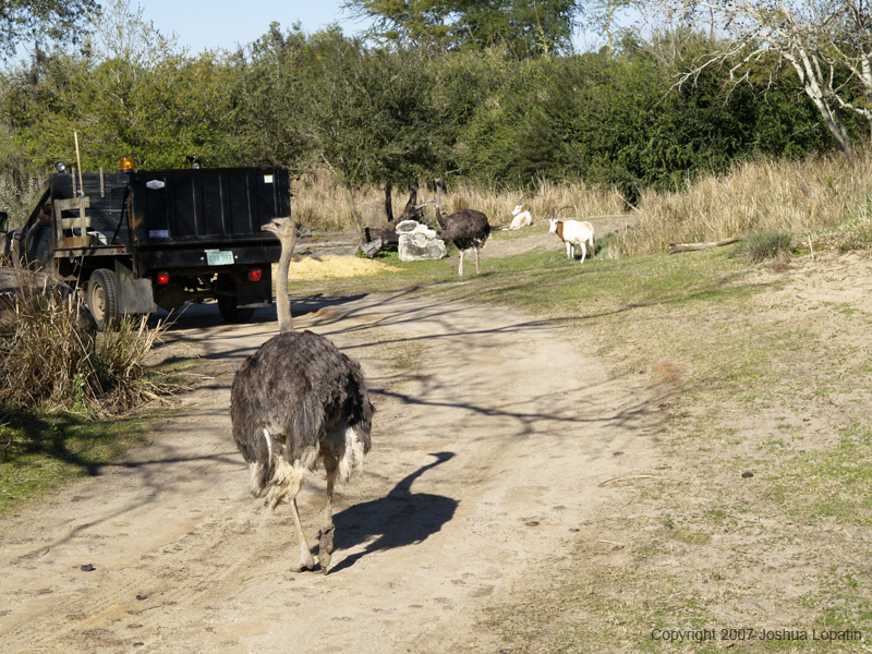 Disney slide show - 095