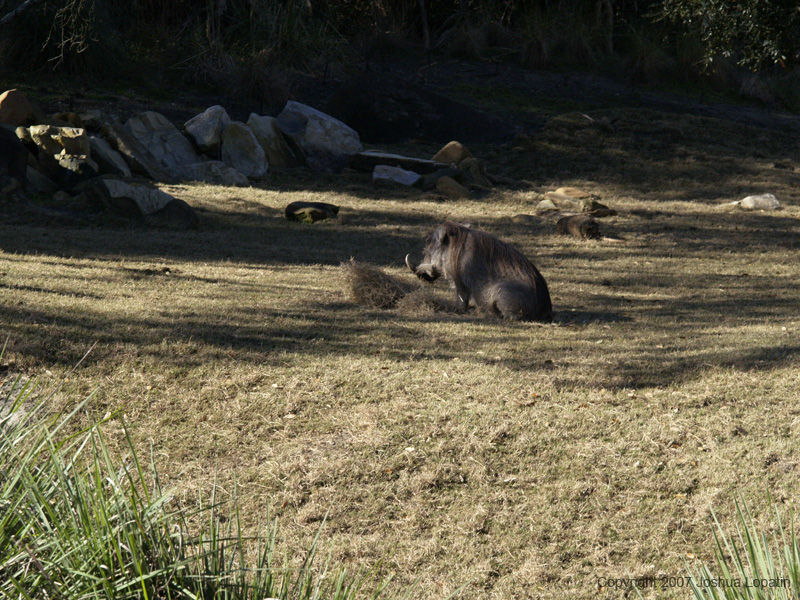 Disney slide show - 097