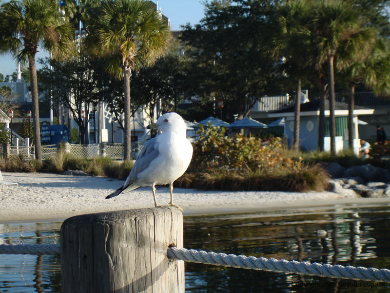 Disney slide show - 203